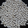 Export Standard Chinese White Kidney Beans